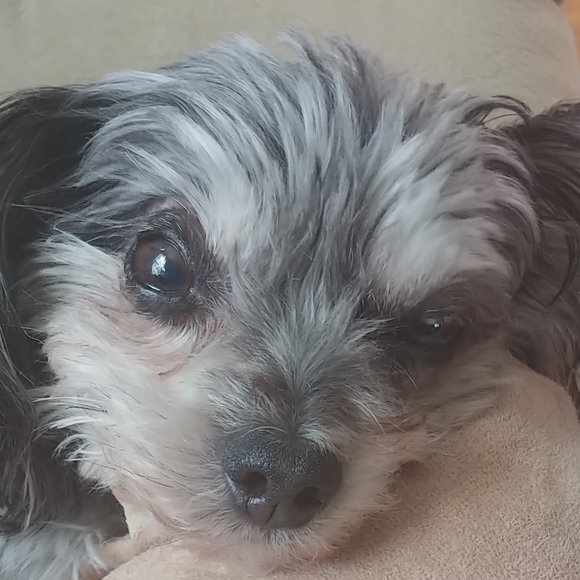 Meet your Posher, Alana - Picture 3 of 6